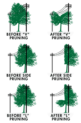 Tree Trimming Examples
